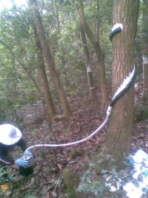 DJ-H缠绕型树干截流记录仪