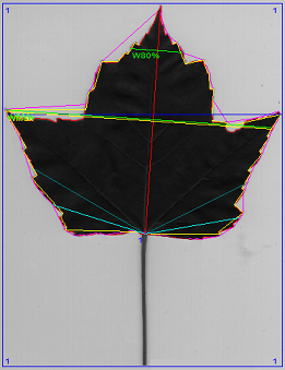 植物图像分析系统