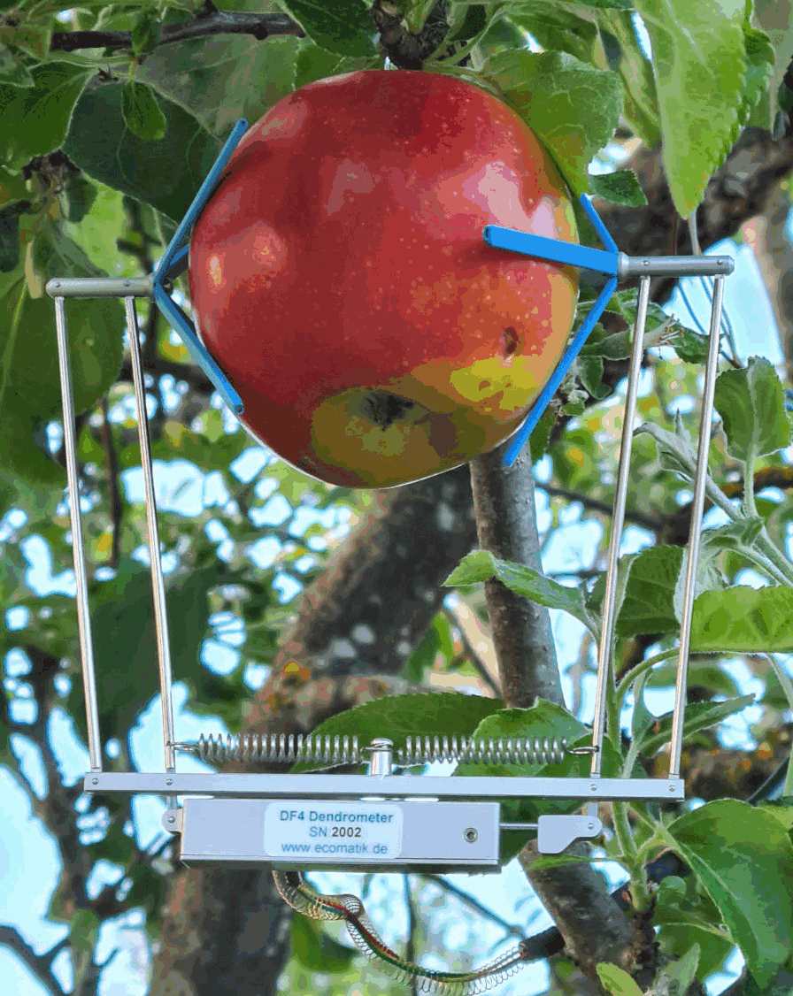 DF4水果/蔬菜生长测量传感器