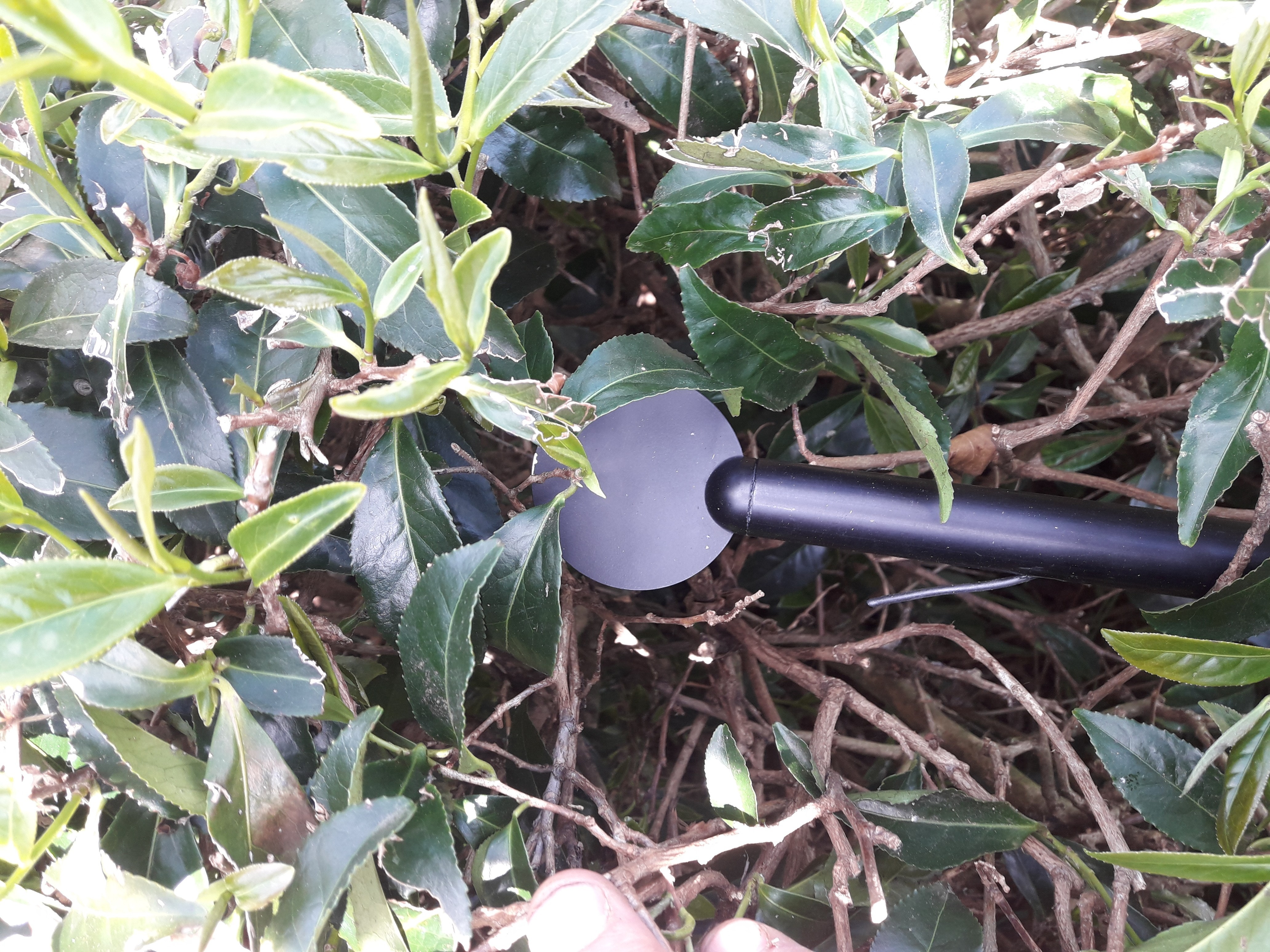 辐射霜冻传感器