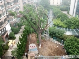 历经11天等待,“病根”找到了!浮山所古树体检报告出炉