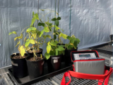 AP4 植物气孔计探索两种耐旱大豆品系的气孔响应