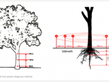 基于无损检测技术的行道树风险评估体系构建及实证分析