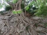 “超越所见”       使用TRU树木雷达进行地下根系探测