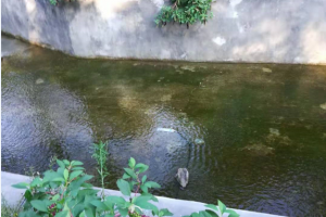 海绵城市水量水质监测方案