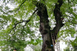 点将科技应邀参加广西柳州市园林局古树保护检测复壮培训会议