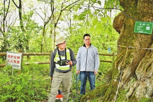 “树医生”这样为古树名木诊疗治病