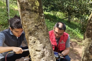 “树木雷达”应用于勐海县古茶树保护领域