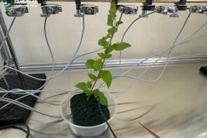 昆虫电生理实验——EPG昆虫刺探电位仪
