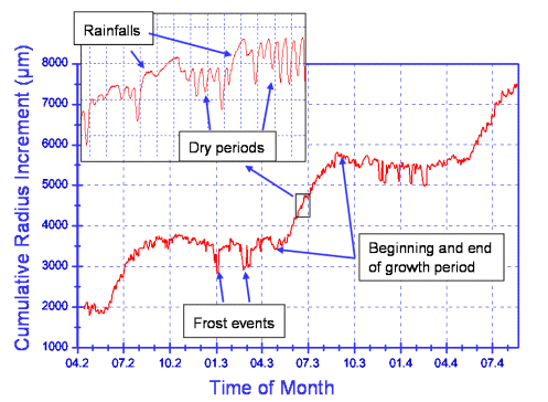 云杉树的生长曲线 云杉树的生长曲线