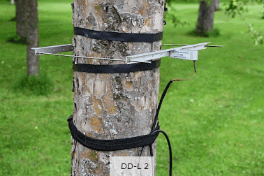 DD-L2直径生长测量 DD-L2直径生长测量