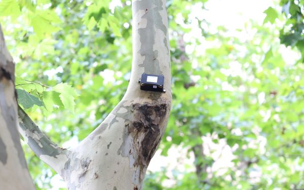 行道树倾斜智能监测系统