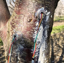 原位茎秆水势传感器 原位茎秆水势传感器