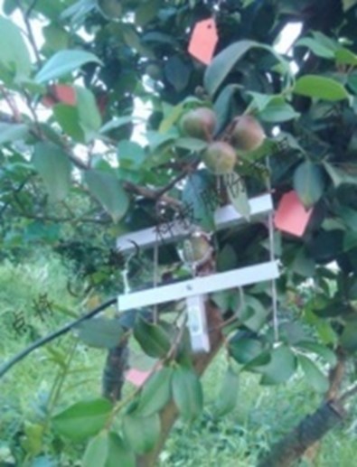 植物生理生态 植物生理生态