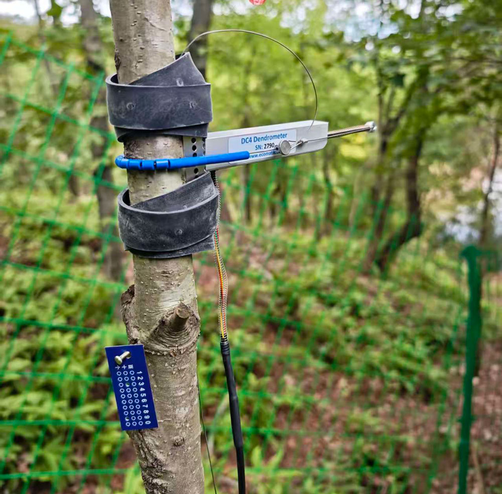 茎干生长传感器