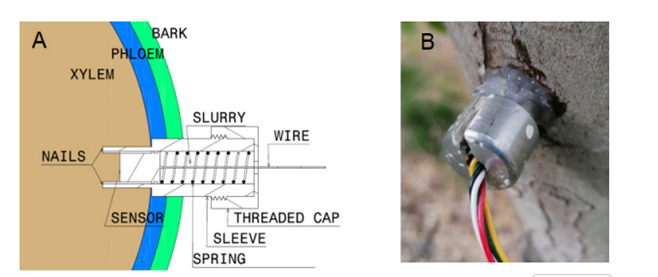 葡萄藤水分脅迫響應(yīng)策略的早期探測