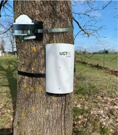 茎干生长微变化